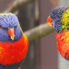 Bunte Vögel - Regenbogenloris