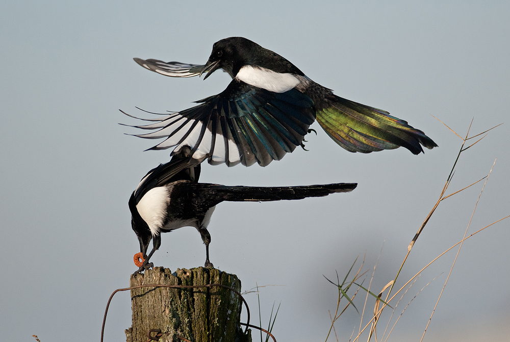 Bunte Vögel und Mini Donots