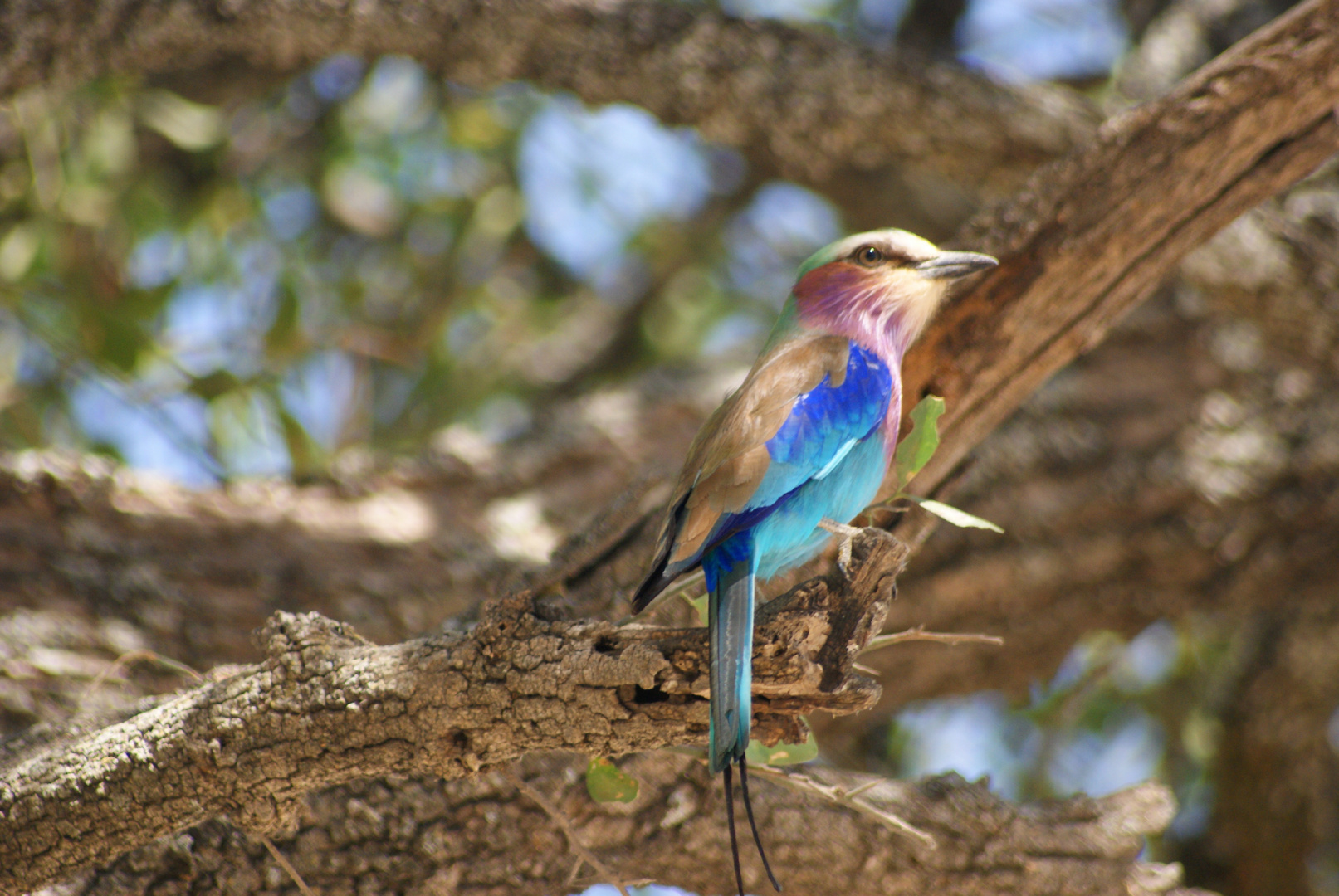 bunte Vogelpracht aus Tansania