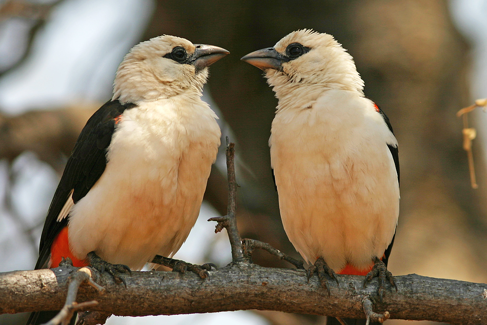 Bunte Vogelwelt 3