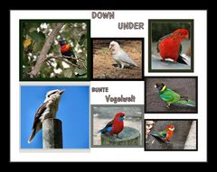 Bunte Vogelwelt Australiens