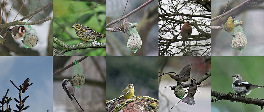 Bunte Vogelwelt in unserem Garten !!!