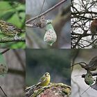 Bunte Vogelwelt in unserem Garten !!!