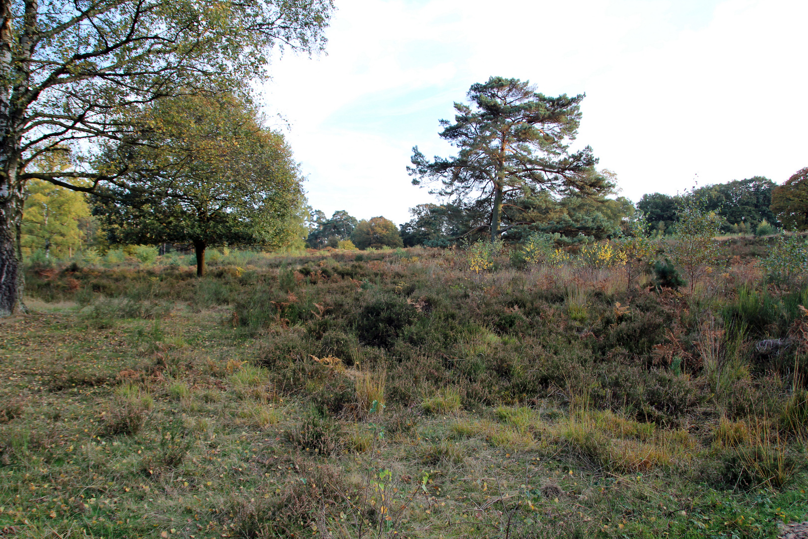 Bunte Wahner Heide