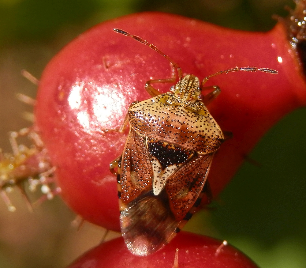 Bunte Wanze auf Hagebutte