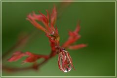 Bunte Wasserperle