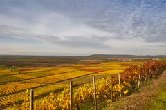 Bunte Weinberge