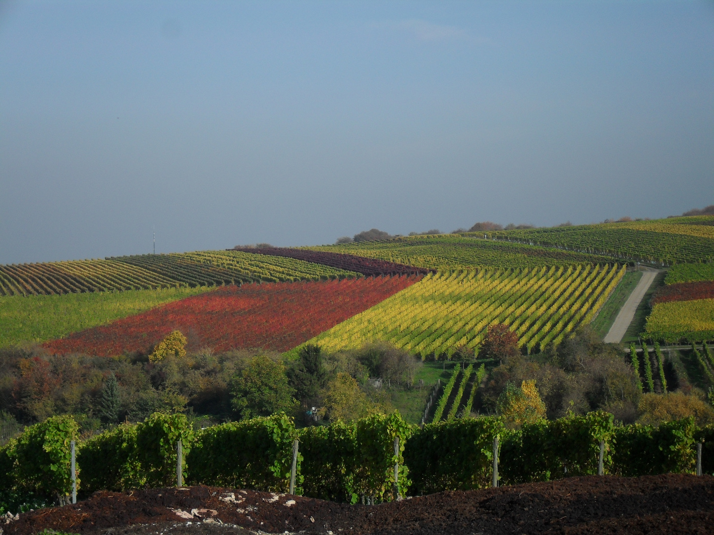 Bunte Weinberge