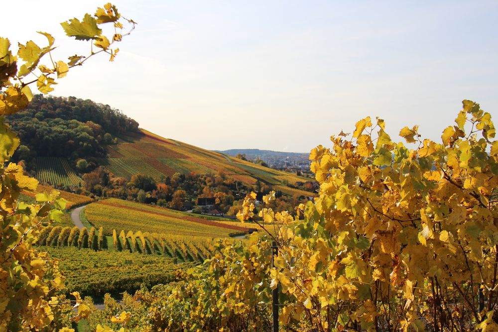 Bunte Weinberge 