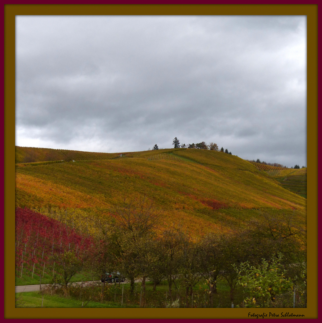 °°°° Bunte Weinberge °°°°