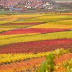 Bunte Weinberge