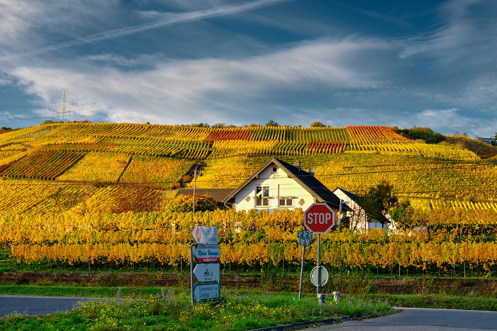 Bunte Weinberge