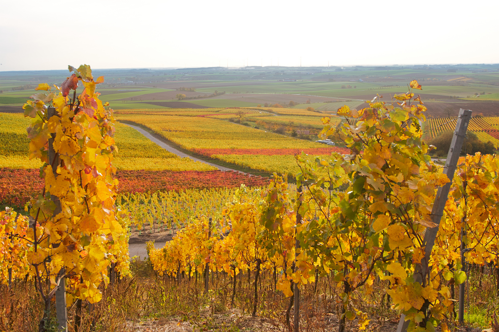 Bunte Weinberge