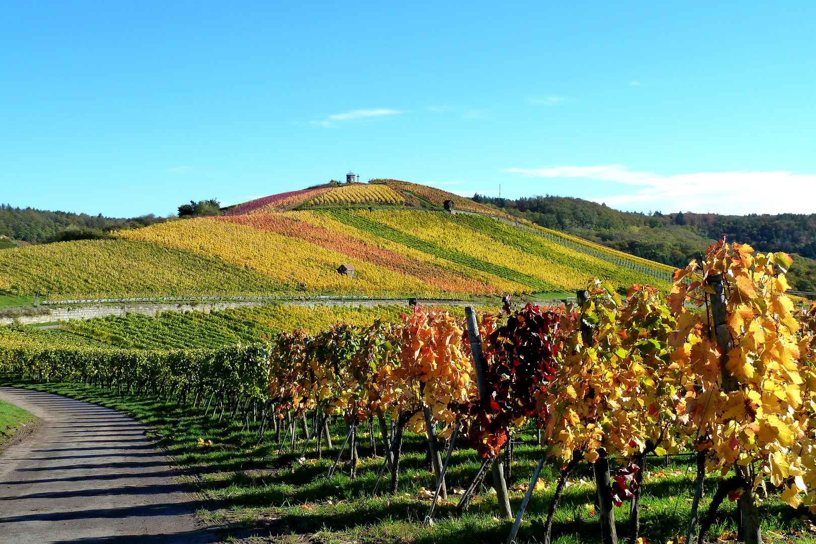 Bunte Weinberge bei Flein