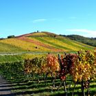 Bunte Weinberge bei Flein