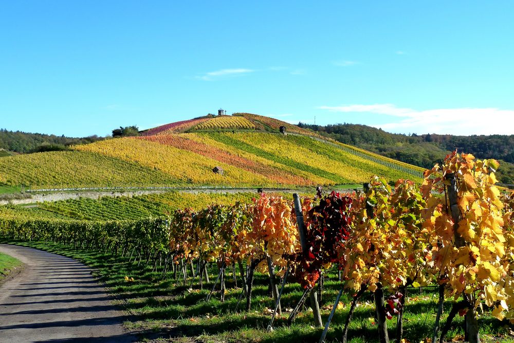 Bunte Weinberge bei Flein