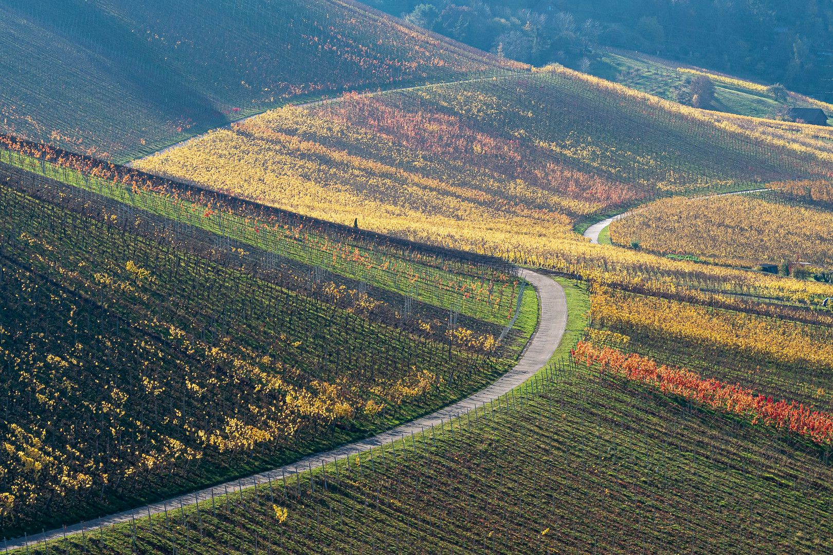 Bunte Weinberge