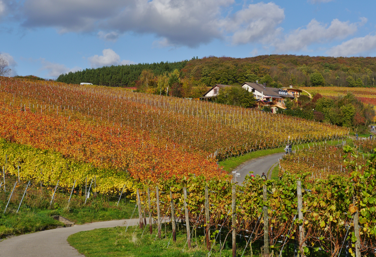 ... bunte Weinberge im Ahrtal