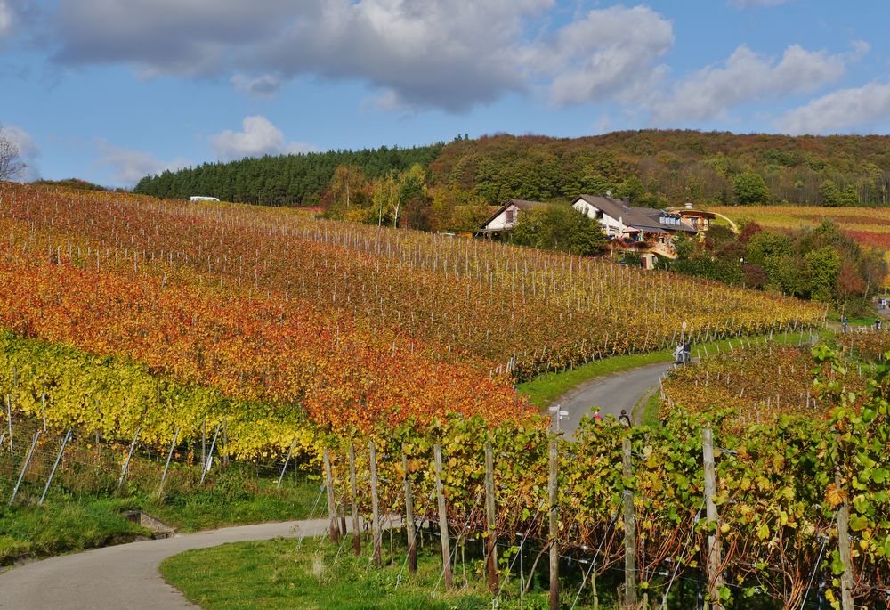 ... bunte Weinberge im Ahrtal