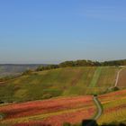 bunte Weinberge im Herbst