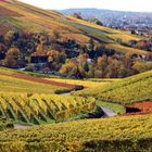 Bunte Weinberge um Heilbronn