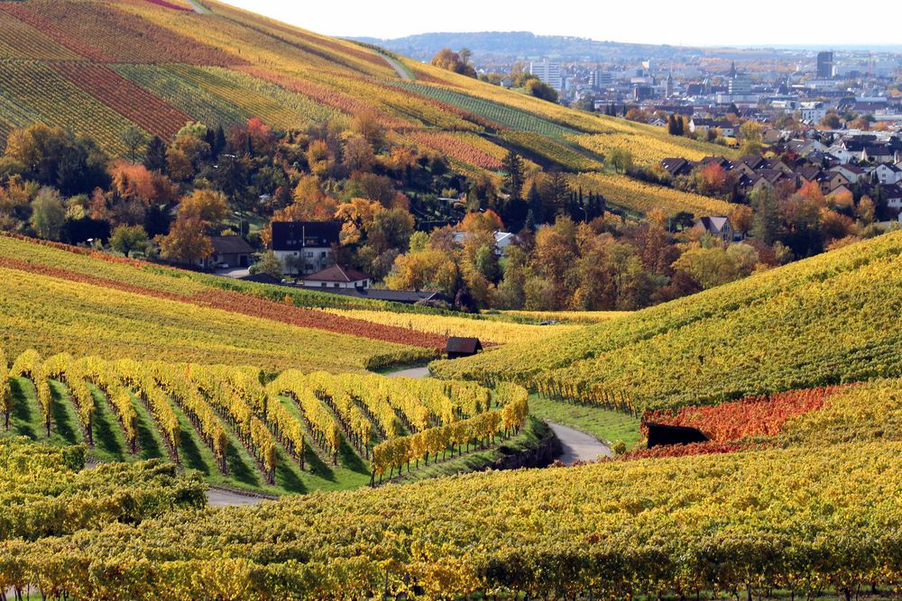 Bunte Weinberge um Heilbronn