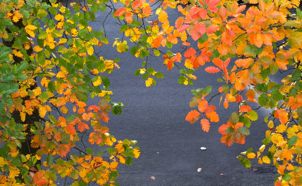 Bunte Welt vor dem Fenster - jetzt leider schon vergangen