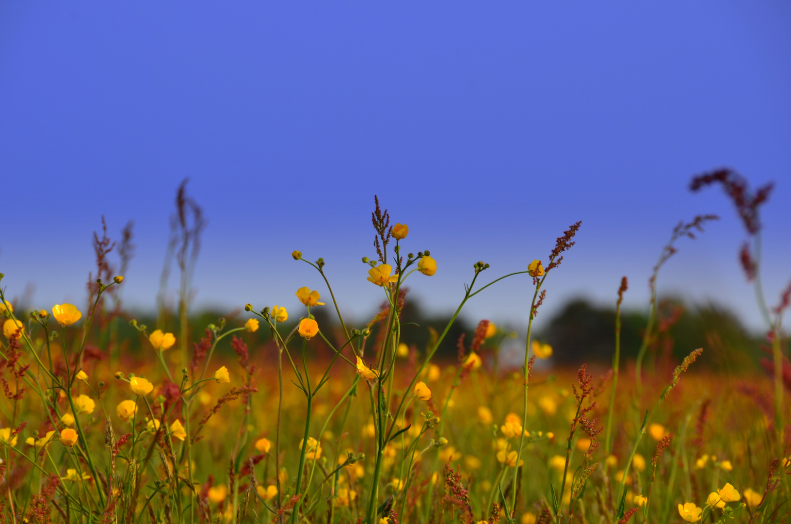 Bunte Wiese