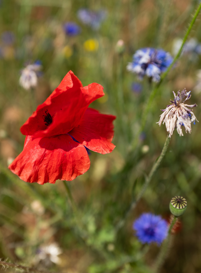 bunte Wiese