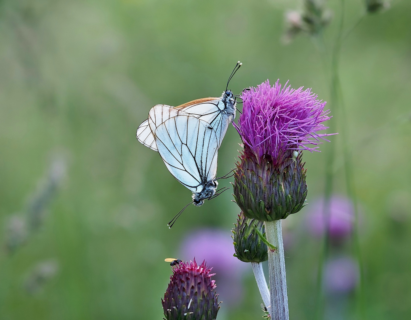 bunte Wiese