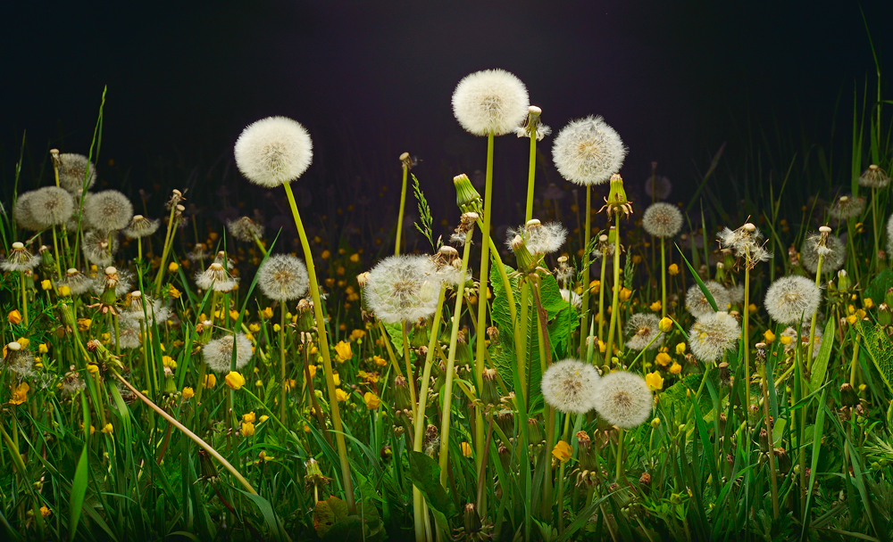 Bunte Wiese