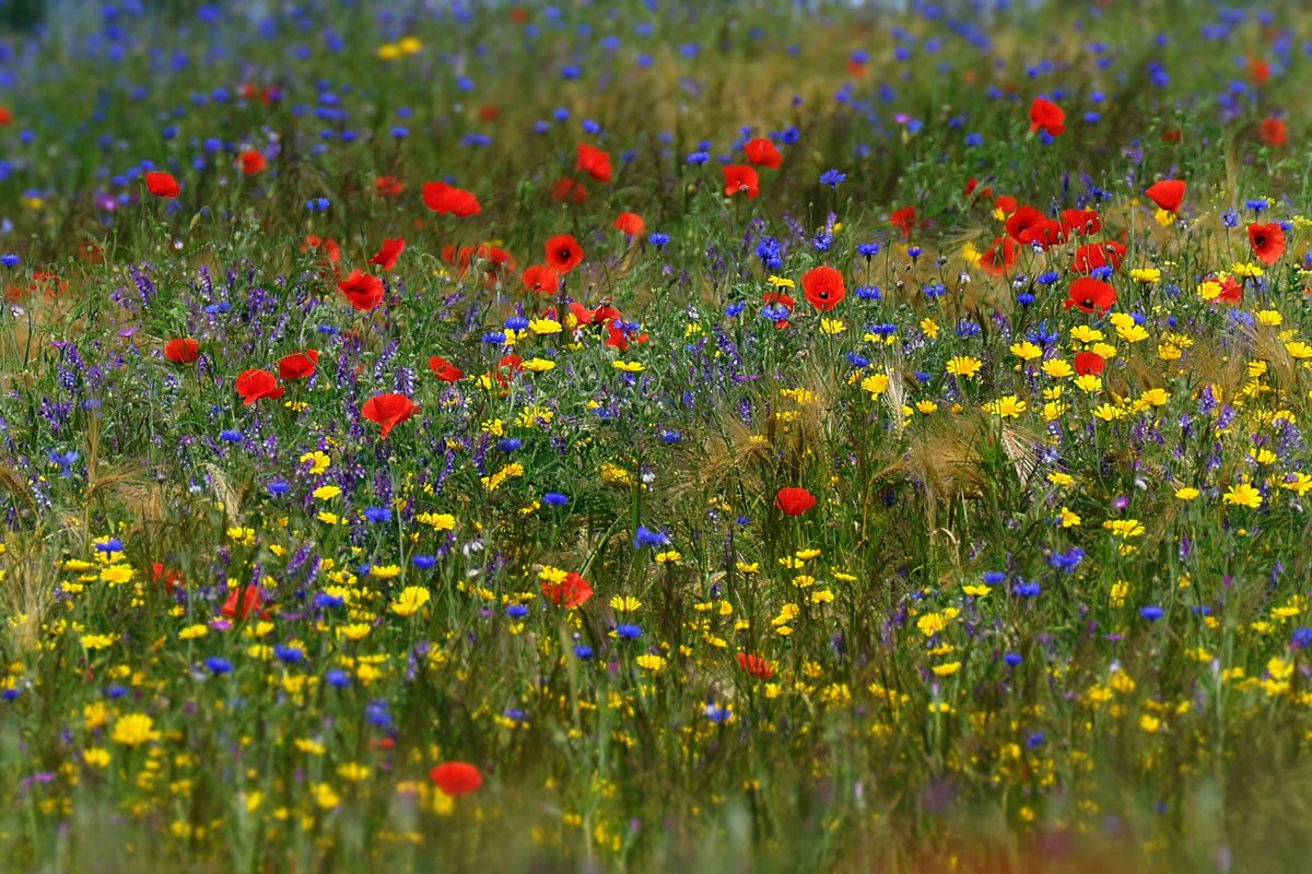 Bunte Wiese