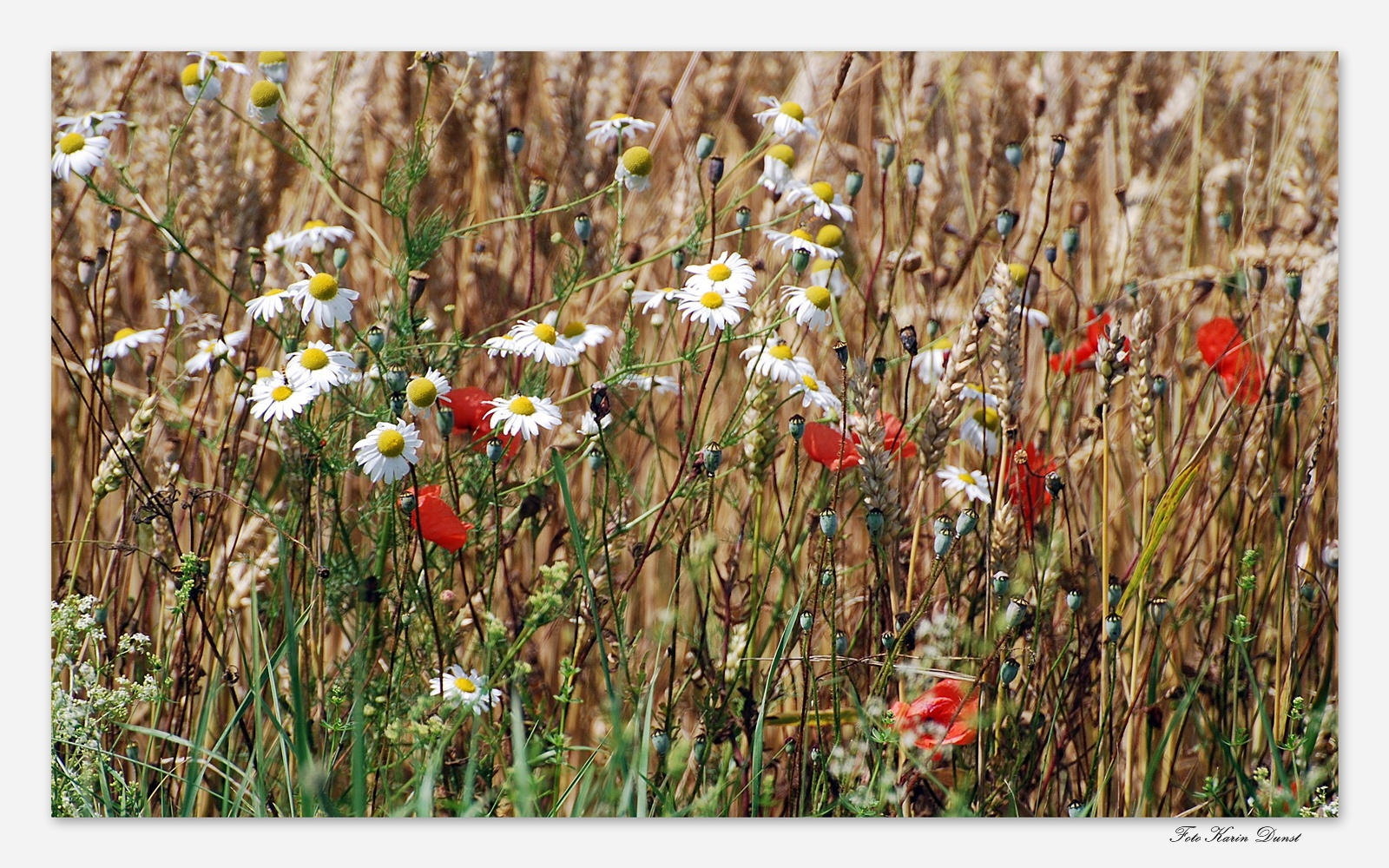 bunte Wiese