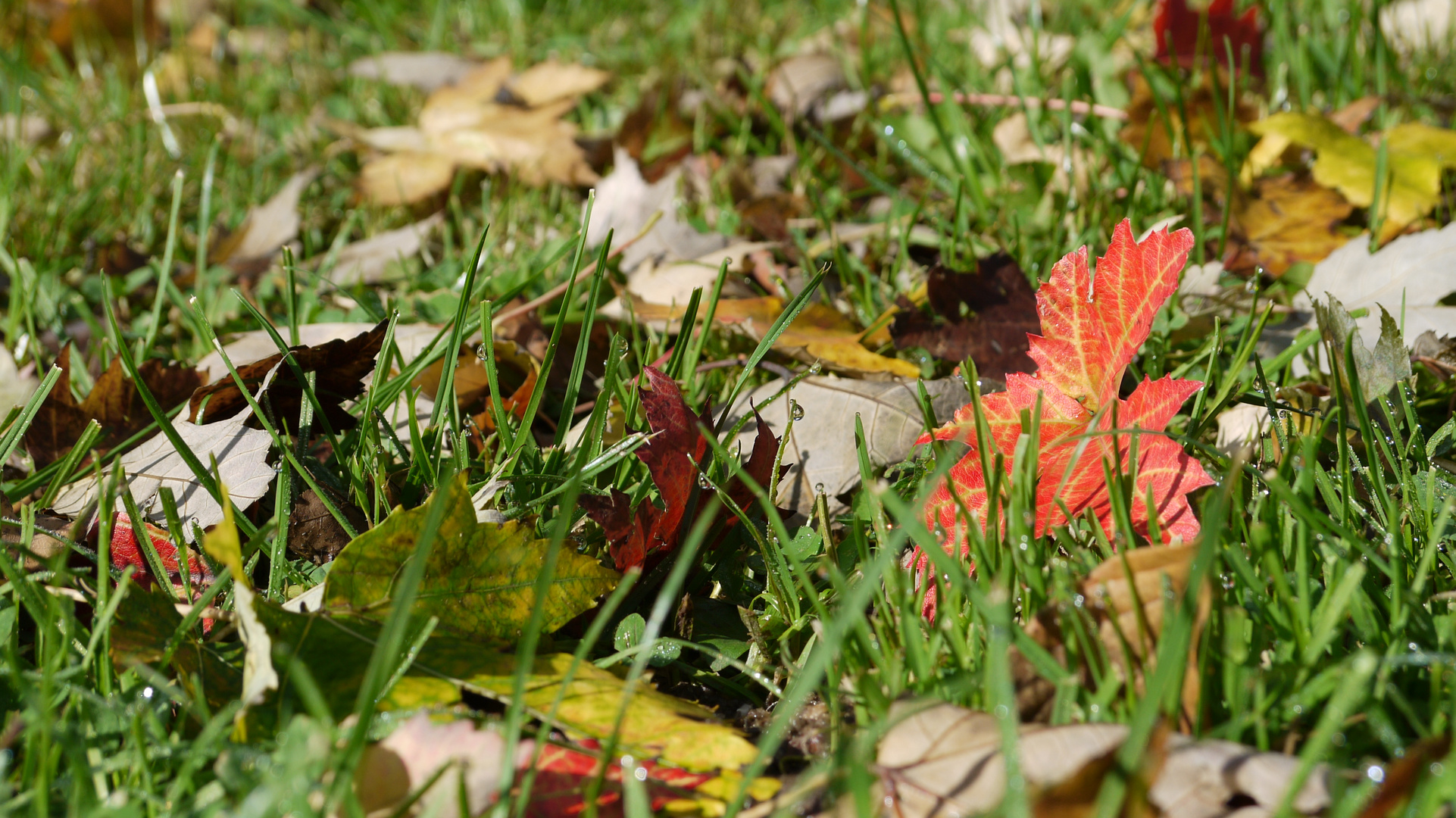 Bunte Wiese im Herbst.