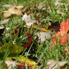 Bunte Wiese im Herbst.