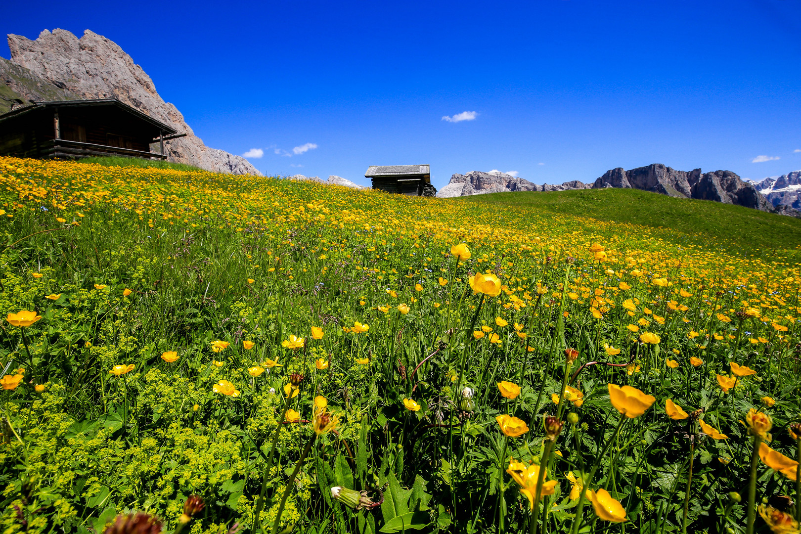 Bunte Wiese in Gröden