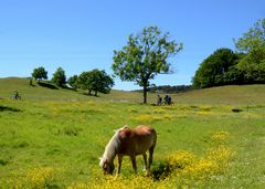 Bunte Wiese nördlich im Hochland