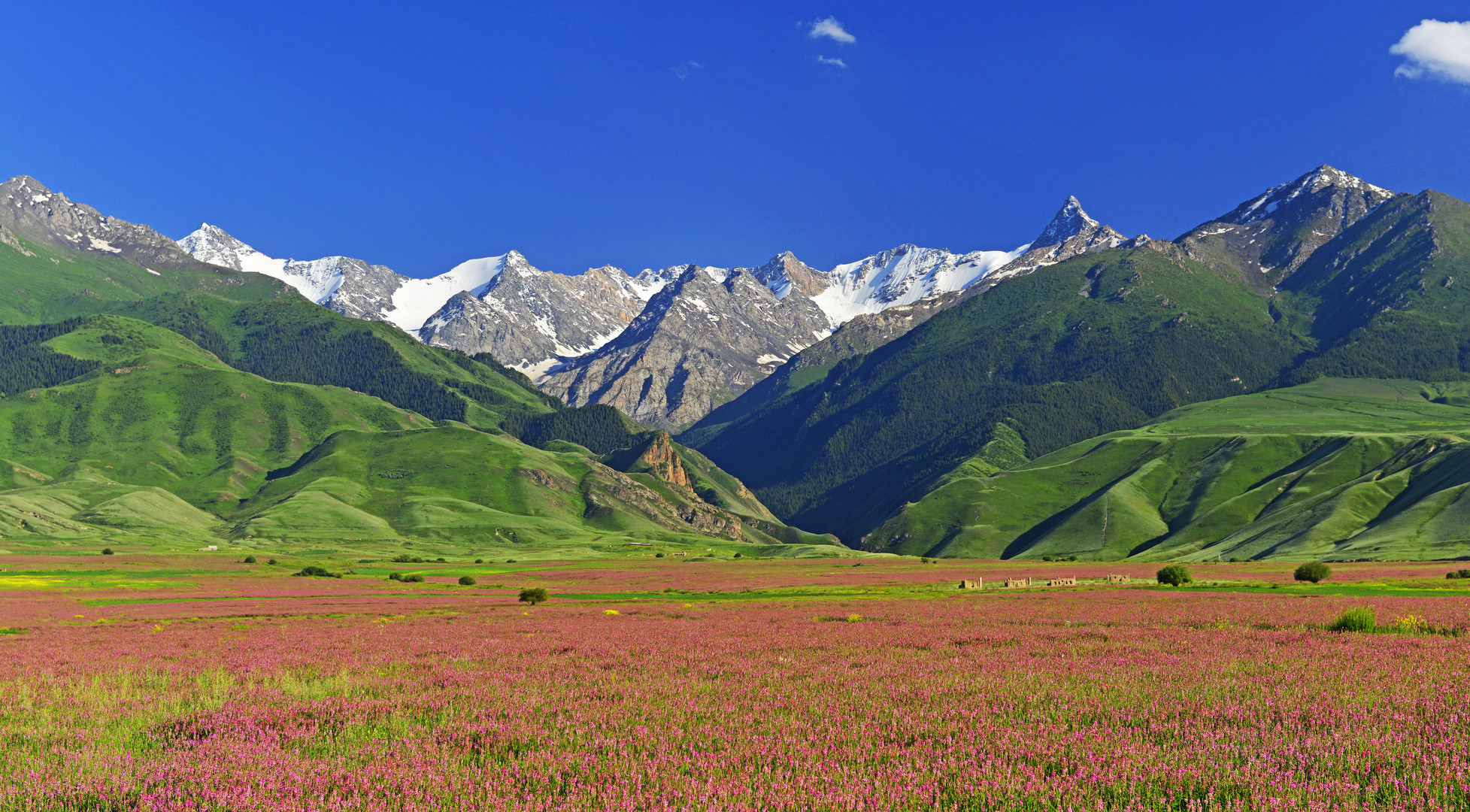 Bunte Wiesen in Kirgisistan im Sommer 2015