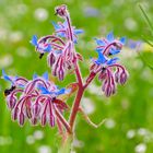 Bunte-Wiesenblüte