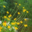 Bunte Wiesenblumen