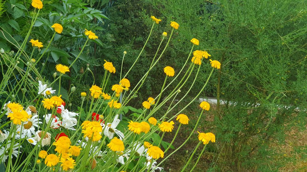 Bunte Wiesenblumen