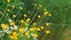 Bunte Wiesenblumen