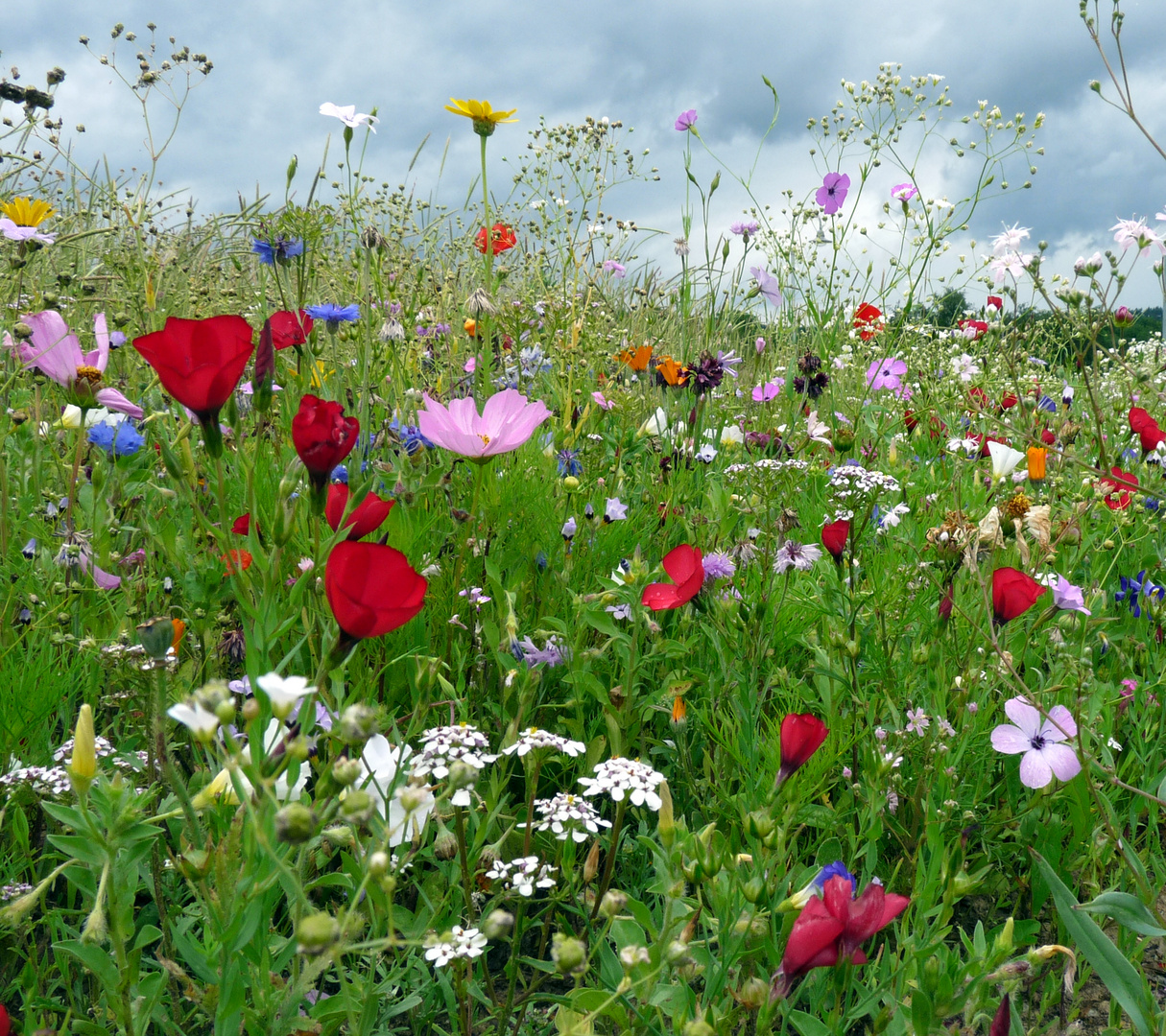 bunte Wiesenblumen Foto & Bild pflanzen, pilze & flechten, wiese