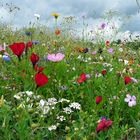 bunte Wiesenblumen