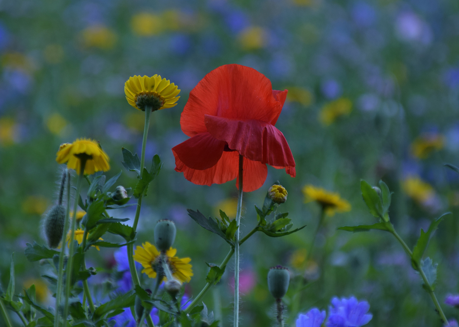 Bunte Wiesenblumen 