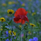 Bunte Wiesenblumen 