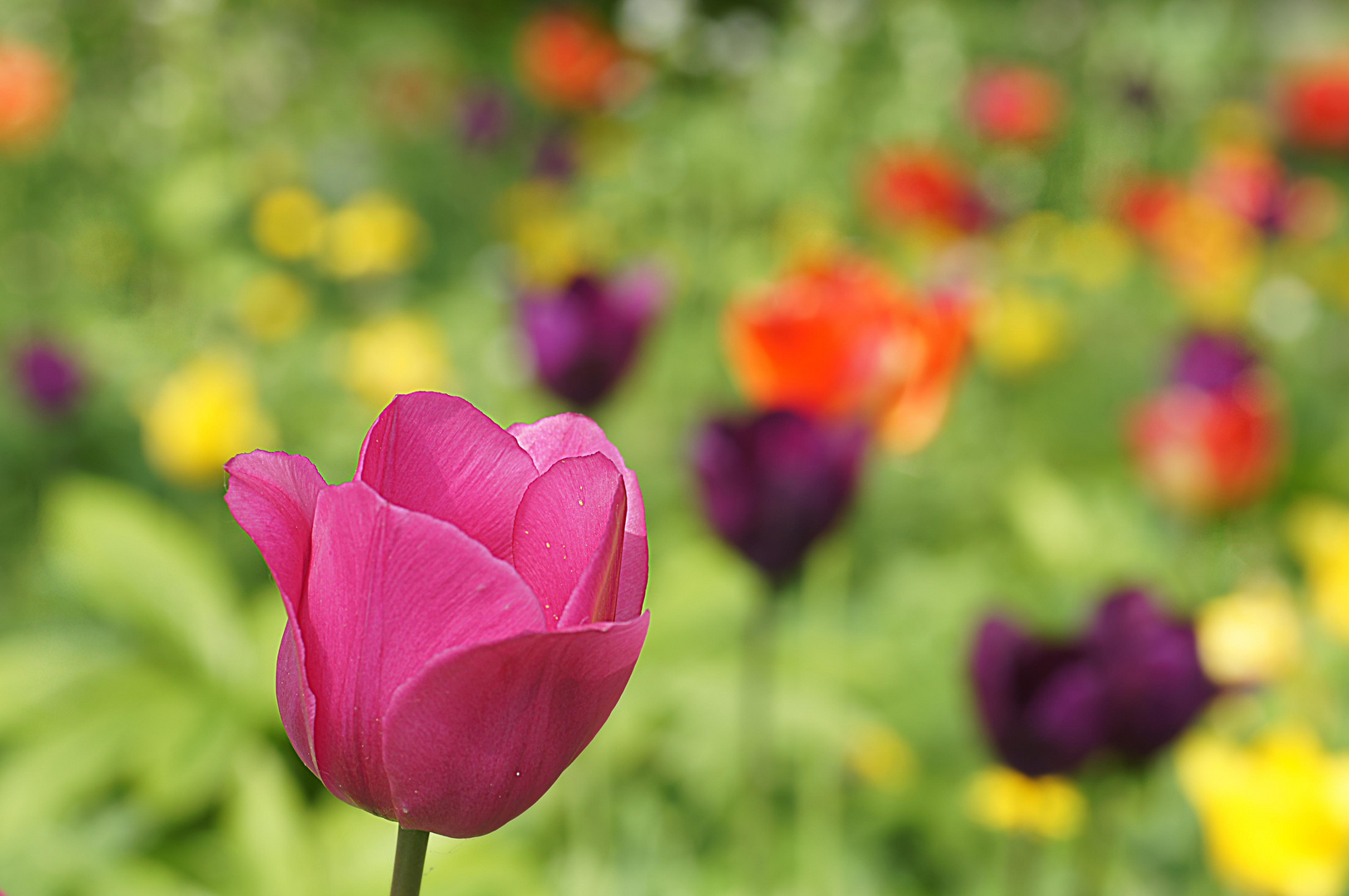 Bunte Wiesenkleckse