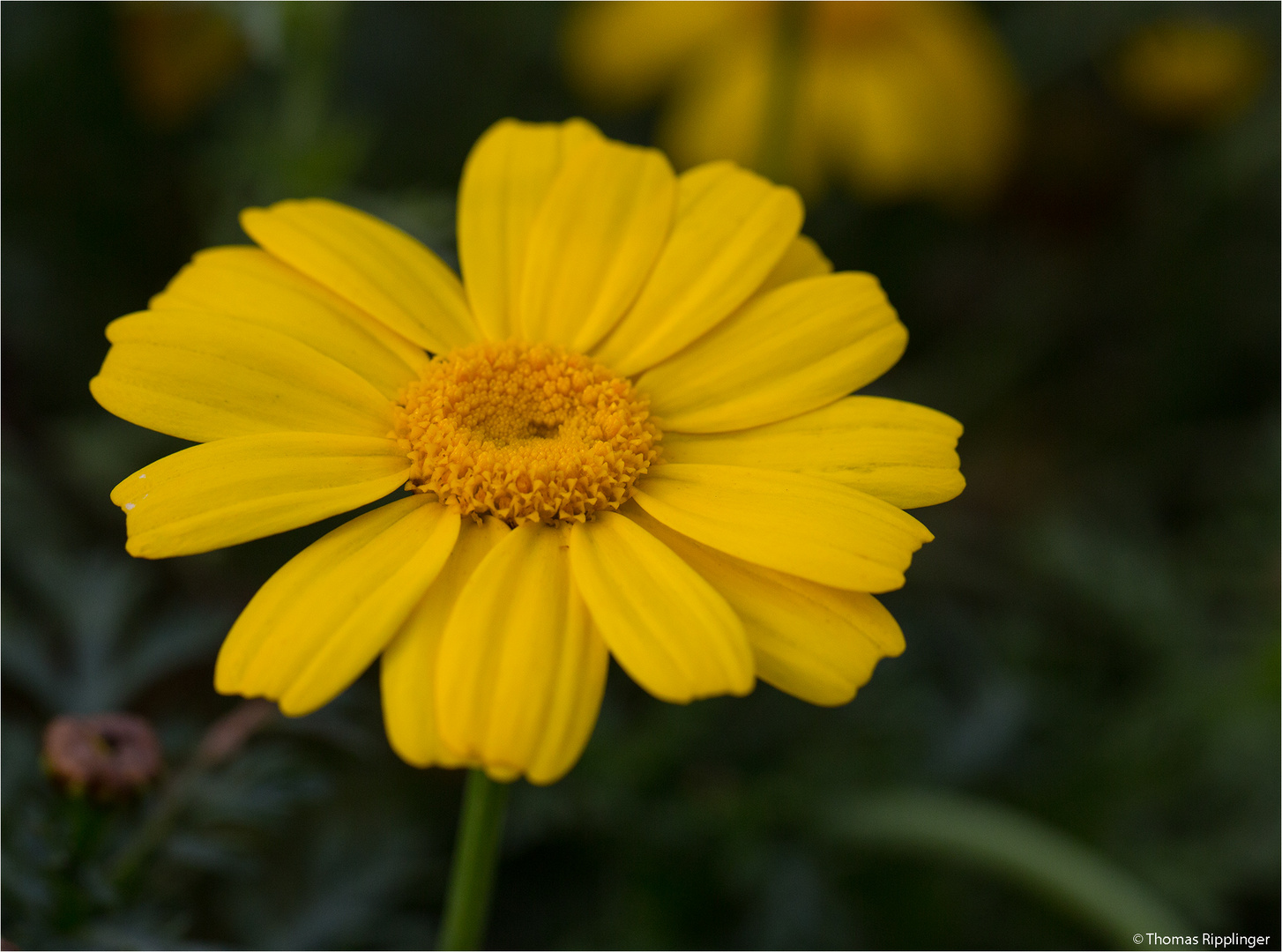 Bunte Wucherblume (Ismelia carinata)...