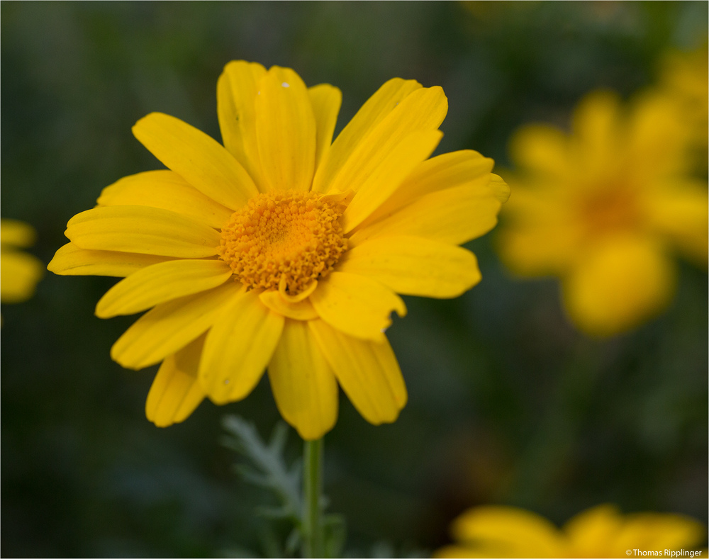 Bunte Wucherblume (Ismelia carinata)..