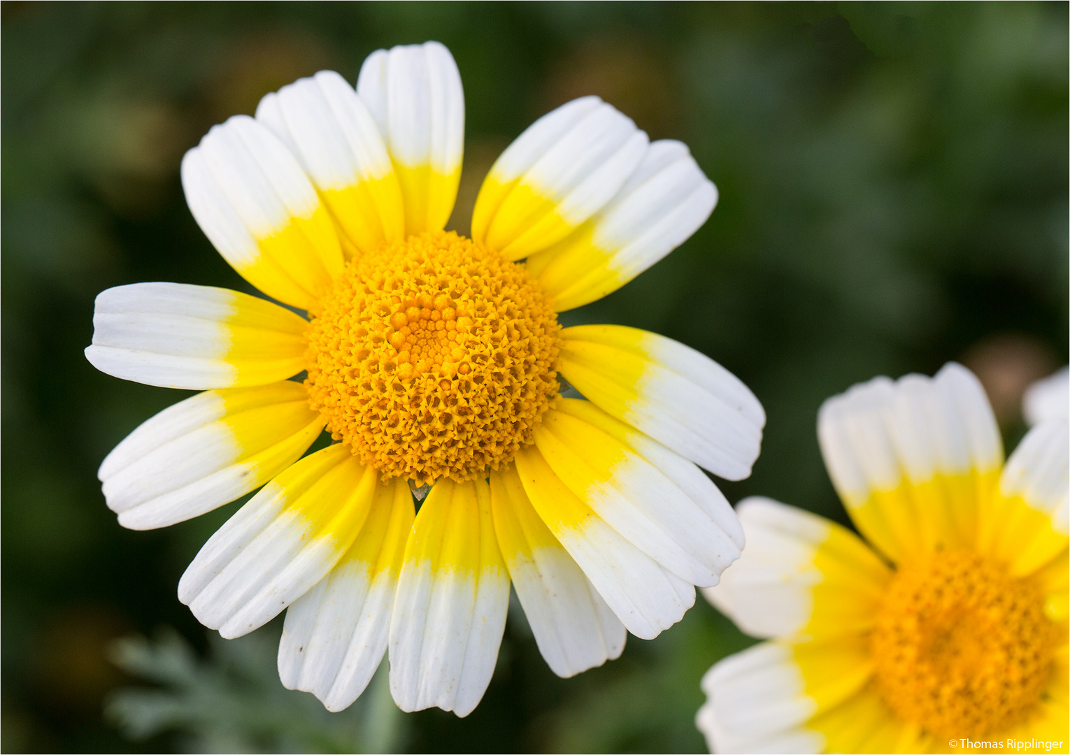 Bunte Wucherblume (Ismelia carinata).......